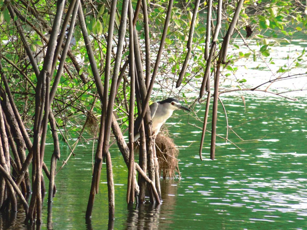 Beach Lagoon Guesthouse Tangalle Esterno foto