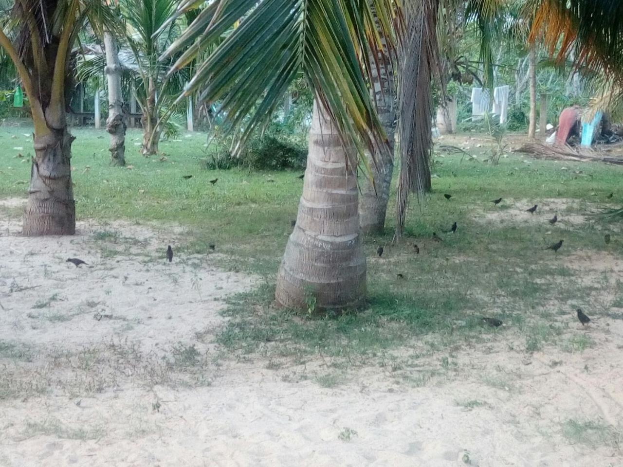 Beach Lagoon Guesthouse Tangalle Esterno foto