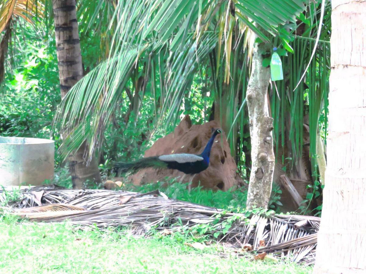 Beach Lagoon Guesthouse Tangalle Esterno foto